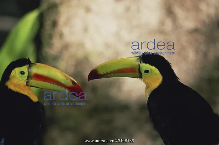 : Keel-billed Toucans : Keel-billed Toucans