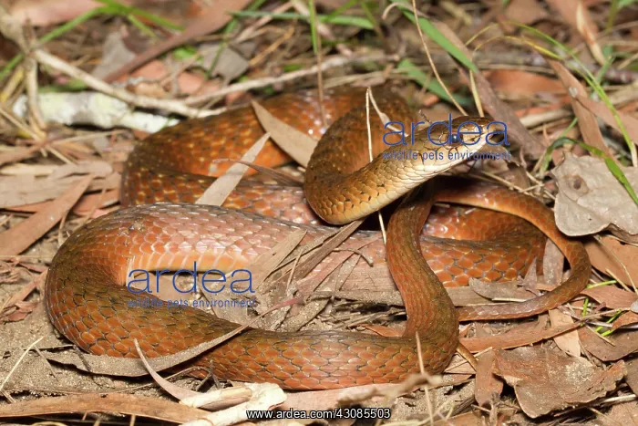 : Keelback Snake : Keelback Snake