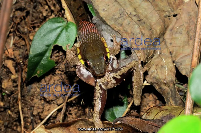 : Keelback Snake Eats Frog : Keelback Snake Eats Frog