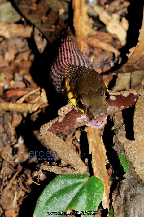 : Keelback Snake Eats Frog : Keelback Snake Eats Frog