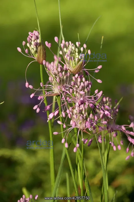 : Keeled garlic : Keeled garlic
