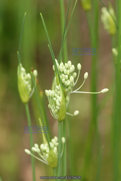 : Keeled garlic, Allium carinatum subsp pulchellum : Keeled garlic, Allium carinatum subsp pulchellum