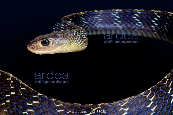 : Keeled rat snake (Ptyas carinata), Indonesia : Keeled rat snake (Ptyas carinata), Indonesia