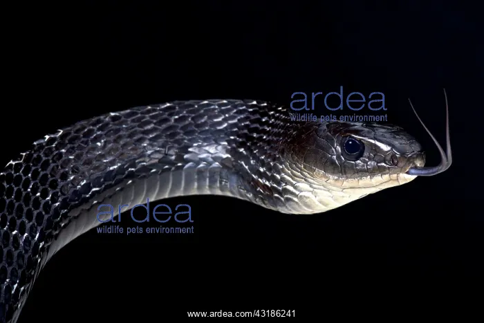 : Keeled rat snake (Ptyas carinatus), Indonesia : Keeled rat snake (Ptyas carinatus), Indonesia