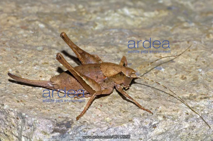 : Keeled Shieldback Katydid : Keeled Shieldback Katydid