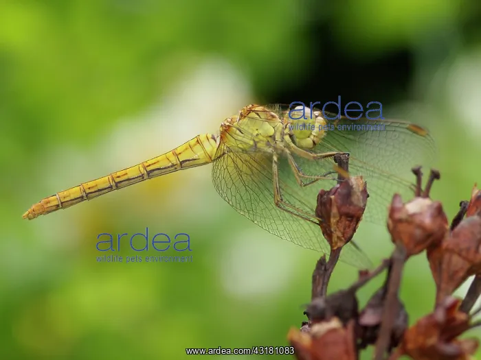 : Keeled Skimmer : Keeled Skimmer