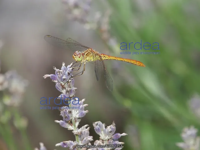 : Keeled Skimmer : Keeled Skimmer
