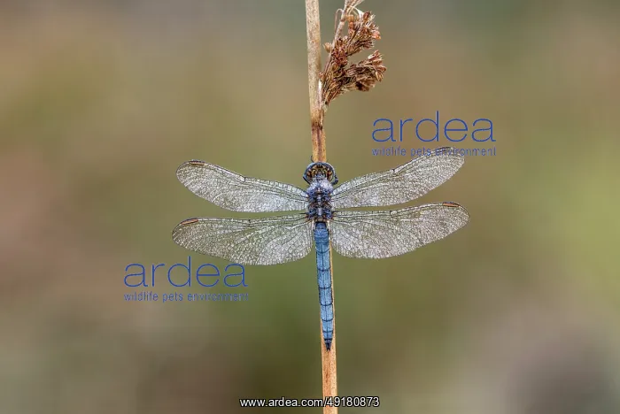  : Keeled Skimmer - Dragonfly - Male - UK