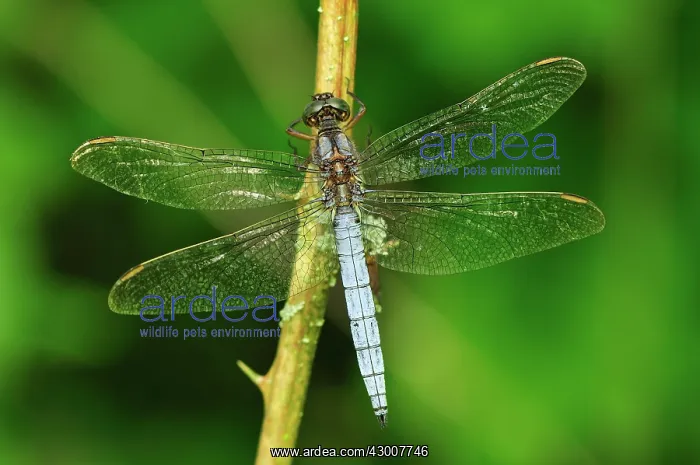 : Keeled Skimmer male : Keeled Skimmer male