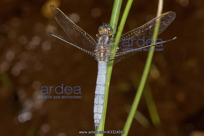 : Keeled Skimmer - male dragonfly among bog plants : Keeled Skimmer - male dragonfly among bog plants