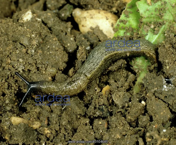 : Keeled slug : Keeled slug