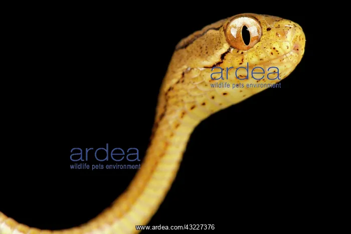 : Keeled slug-eating snake (Pareas carinatus) : Keeled slug-eating snake (Pareas carinatus)