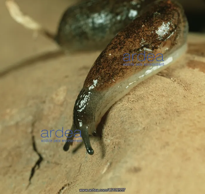 : A keeled slug on a potato : A keeled slug on a potato