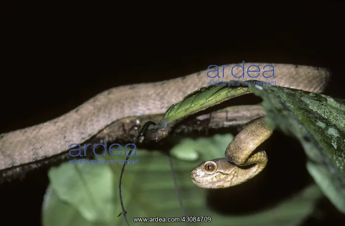 : Keeled Slug Snake : Keeled Slug Snake