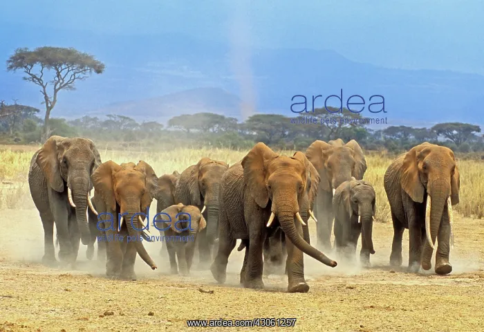: Keenya; Amboseli National Park; Elephant : Keenya; Amboseli National Park; Elephant