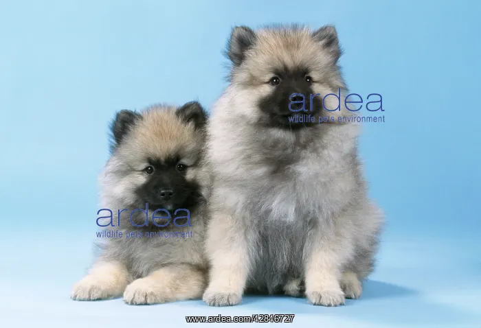 : Keeshond Dog - x 2 puppies : Keeshond Dog - x 2 puppies