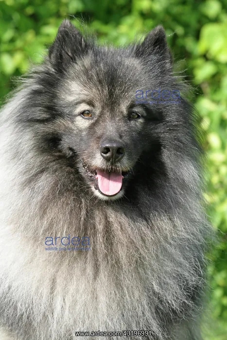 : Keeshond, portrait Wolfsspitz (Gro&, x7f3;pitz) : Keeshond, portrait Wolfsspitz (Gro&, x7f3;pitz)