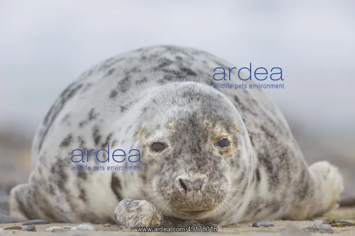 : Kegelrobbe, Halichoerus grypus Grey Seal : Kegelrobbe, Halichoerus grypus Grey Seal