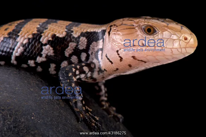 : Kei island blue tongued skink (Tiliqua gigas keiensis) : Kei island blue tongued skink (Tiliqua gigas keiensis)