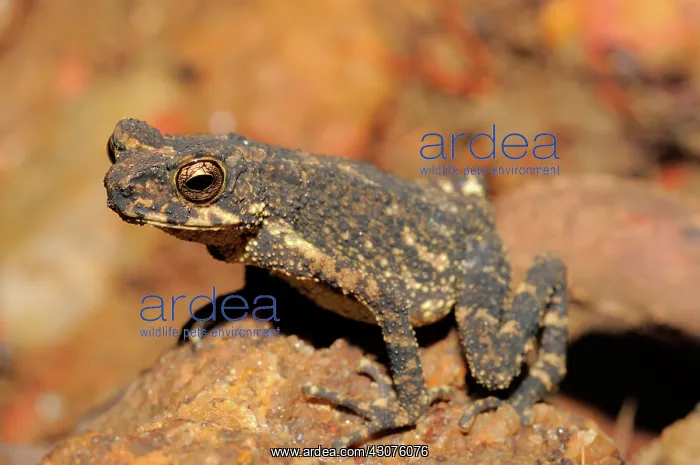 : Kelaart's Dwarf Toad : Kelaart's Dwarf Toad