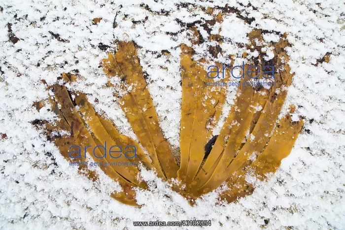 : Kelp on the beach, covered by snow, Norway : Kelp on the beach, covered by snow, Norway