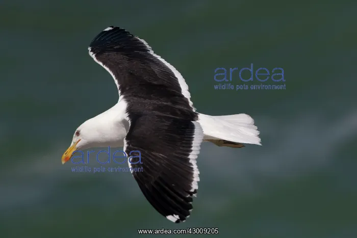 : Kelp / Dominican Gull : Kelp / Dominican Gull