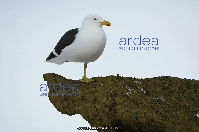 : Kelp (Dominican) Gull : Kelp (Dominican) Gull