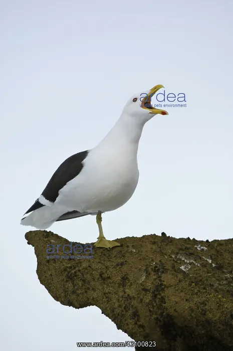 : Kelp (Dominican) Gull : Kelp (Dominican) Gull