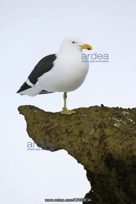 : Kelp (Dominican) Gull : Kelp (Dominican) Gull