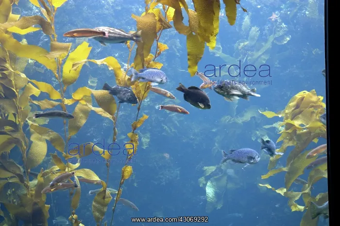 : Kelp forest display at Monterey Bay Aquarium : Kelp forest display at Monterey Bay Aquarium