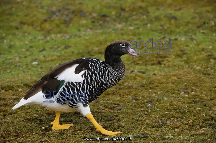 : Kelp Goose : Kelp Goose