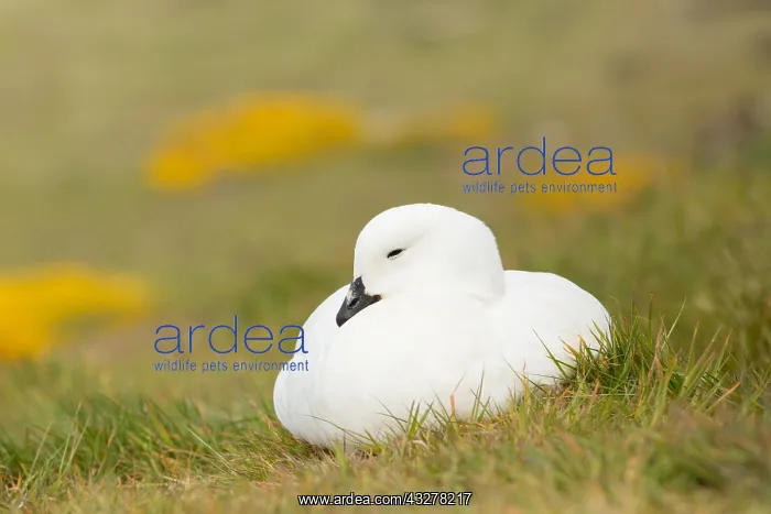 : Kelp Goose (Chloephaga hybrida) resting near br : Kelp Goose (Chloephaga hybrida) resting near br