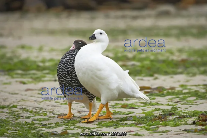 : Kelp Goose - courtship display : Kelp Goose - courtship display