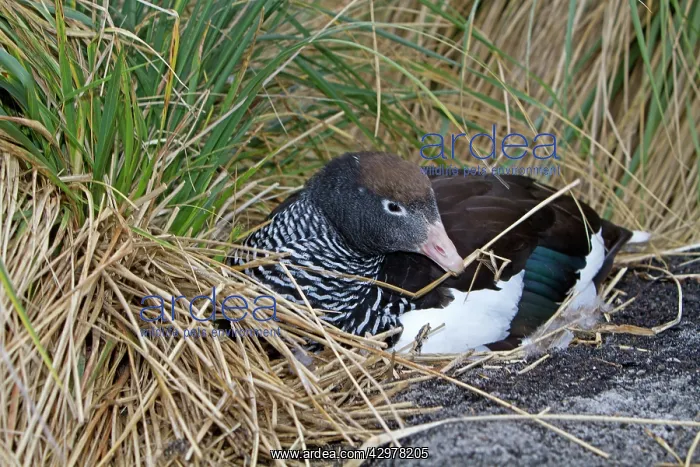 : Kelp Goose - female : Kelp Goose - female