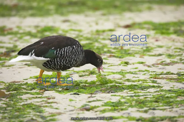  : Kelp Goose - female feeding on kelp at low tide