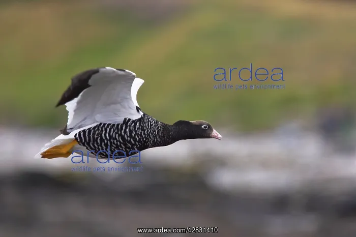 : Kelp Goose - female in flight : Kelp Goose - female in flight