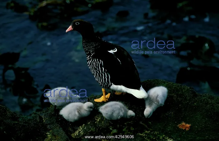 : Kelp goose, female with goslings : Kelp goose, female with goslings