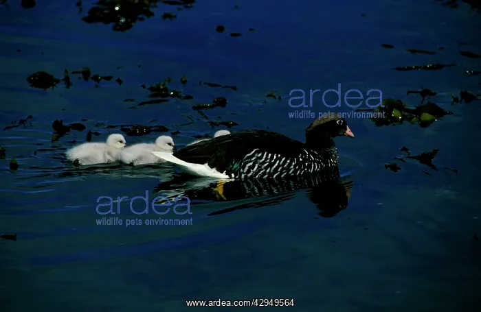  : Kelp goose, female swimming with goslings