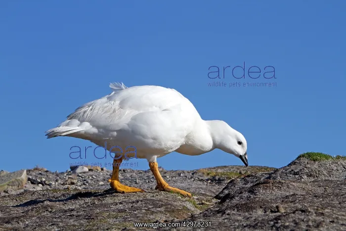 : Kelp Goose - male : Kelp Goose - male