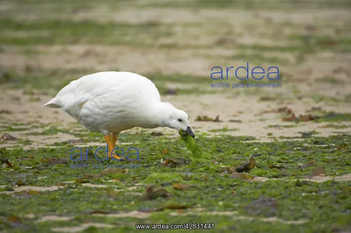 : Kelp Goose - male feeding on kelp at low tide : Kelp Goose - male feeding on kelp at low tide