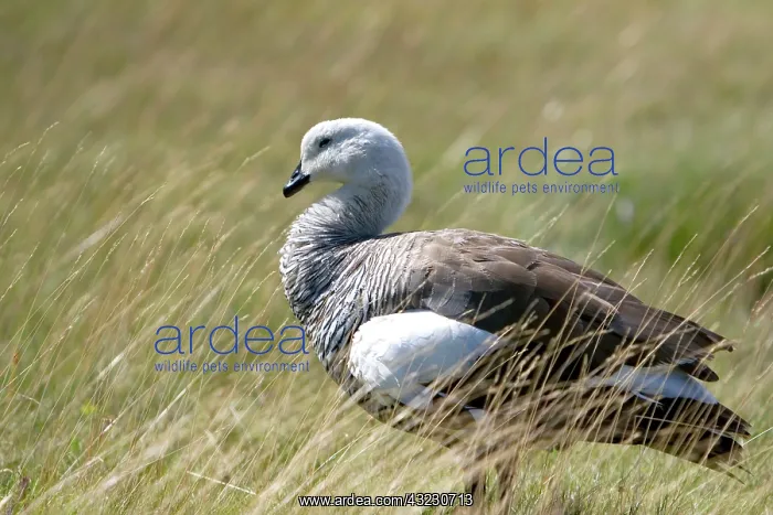 : Kelp Goose in the Tierra del Fuego National : Kelp Goose in the Tierra del Fuego National