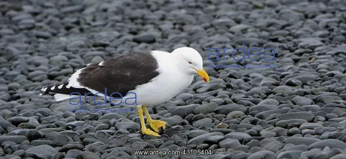 : Kelp Gull. Kelp gull (Larus dominicanus); Antarctic Peninsula, Antarctica : Kelp Gull. Kelp gull (Larus dominicanus); Antarctic Peninsula, Antarctica