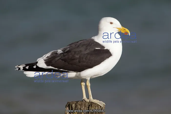: Kelp Gull / Black-backed Gull - perched on post : Kelp Gull / Black-backed Gull - perched on post