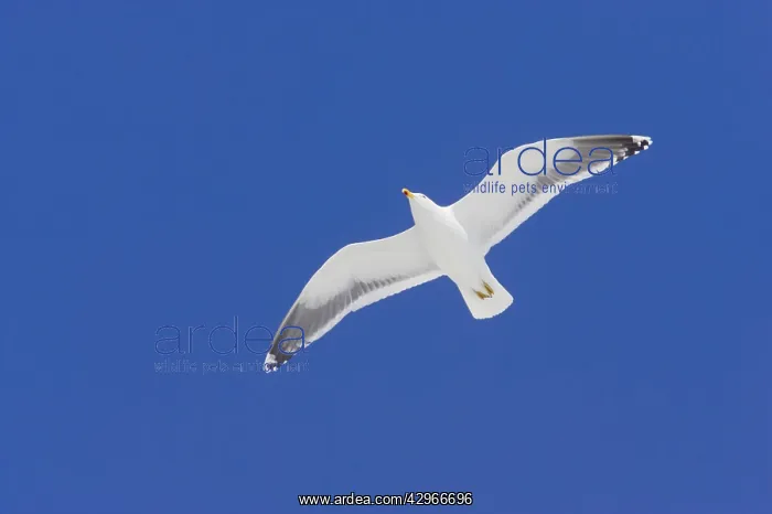 : Kelp Gull - in flight : Kelp Gull - in flight