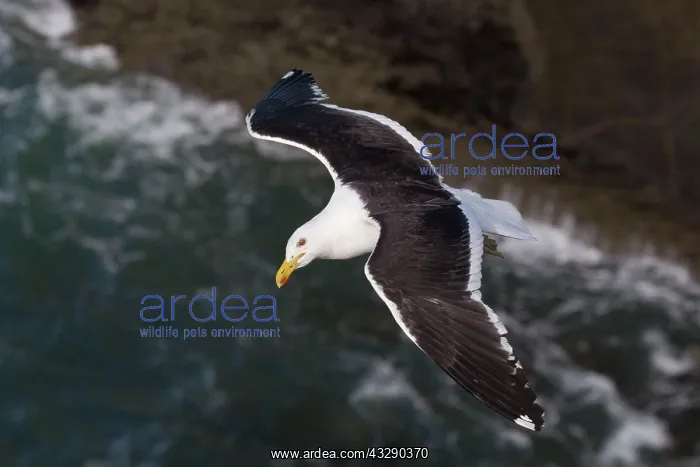  : Kelp Gull - in flight