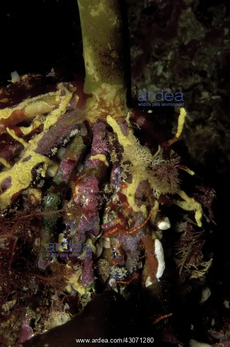 : Kelp holdfast encrusted with invertebrates : Kelp holdfast encrusted with invertebrates