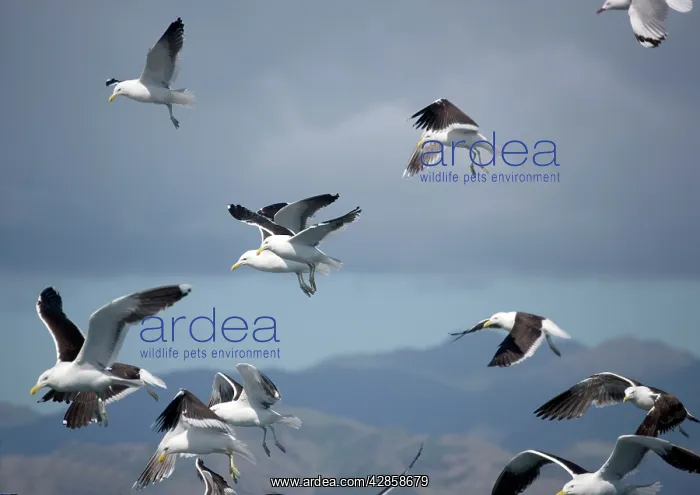 : Kelp / Southern Black-backed / Dominican GULL - In flight : Kelp / Southern Black-backed / Dominican GULL - In flight