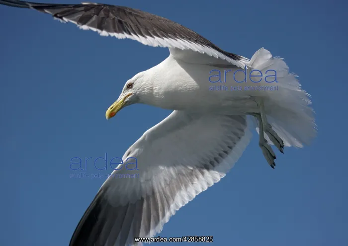 : Kelp / Southern Black-backed / Dominican GULL - In flight : Kelp / Southern Black-backed / Dominican GULL - In flight