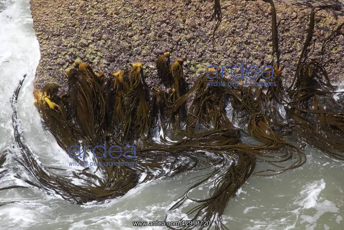 : Kelp - in the Surge Pool at the Pancake Rocks : Kelp - in the Surge Pool at the Pancake Rocks
