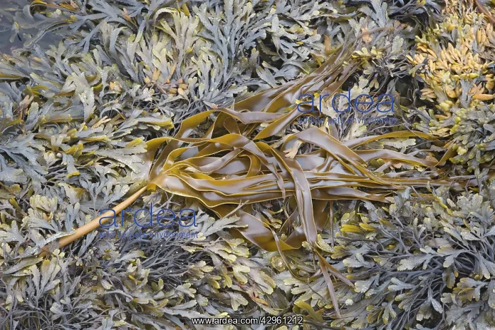 : Kelp - amongst Toothed Wrack (Fucus serratus) : Kelp - amongst Toothed Wrack (Fucus serratus)